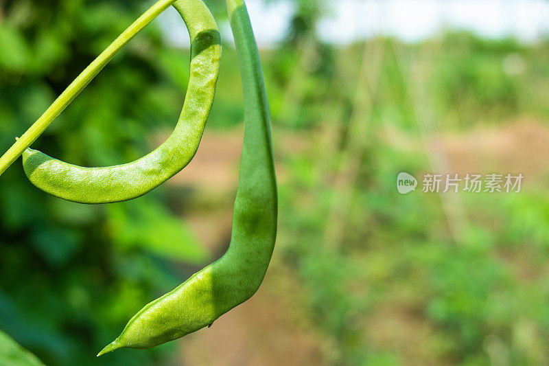 菜豆(phaseololesvulgaris L. bean)在大田阳光下生长